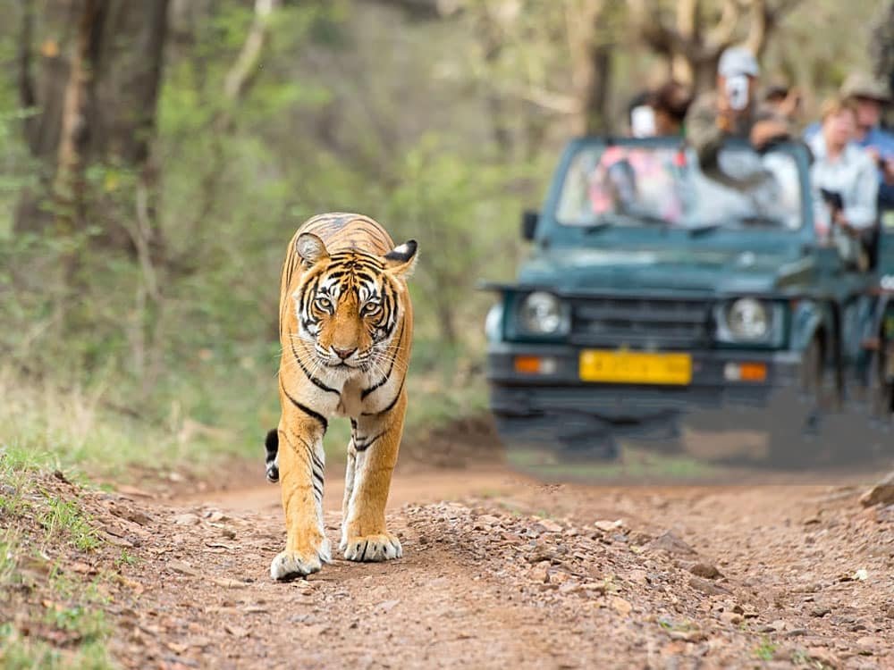 Delhi Nainital Jim Corbett Tour